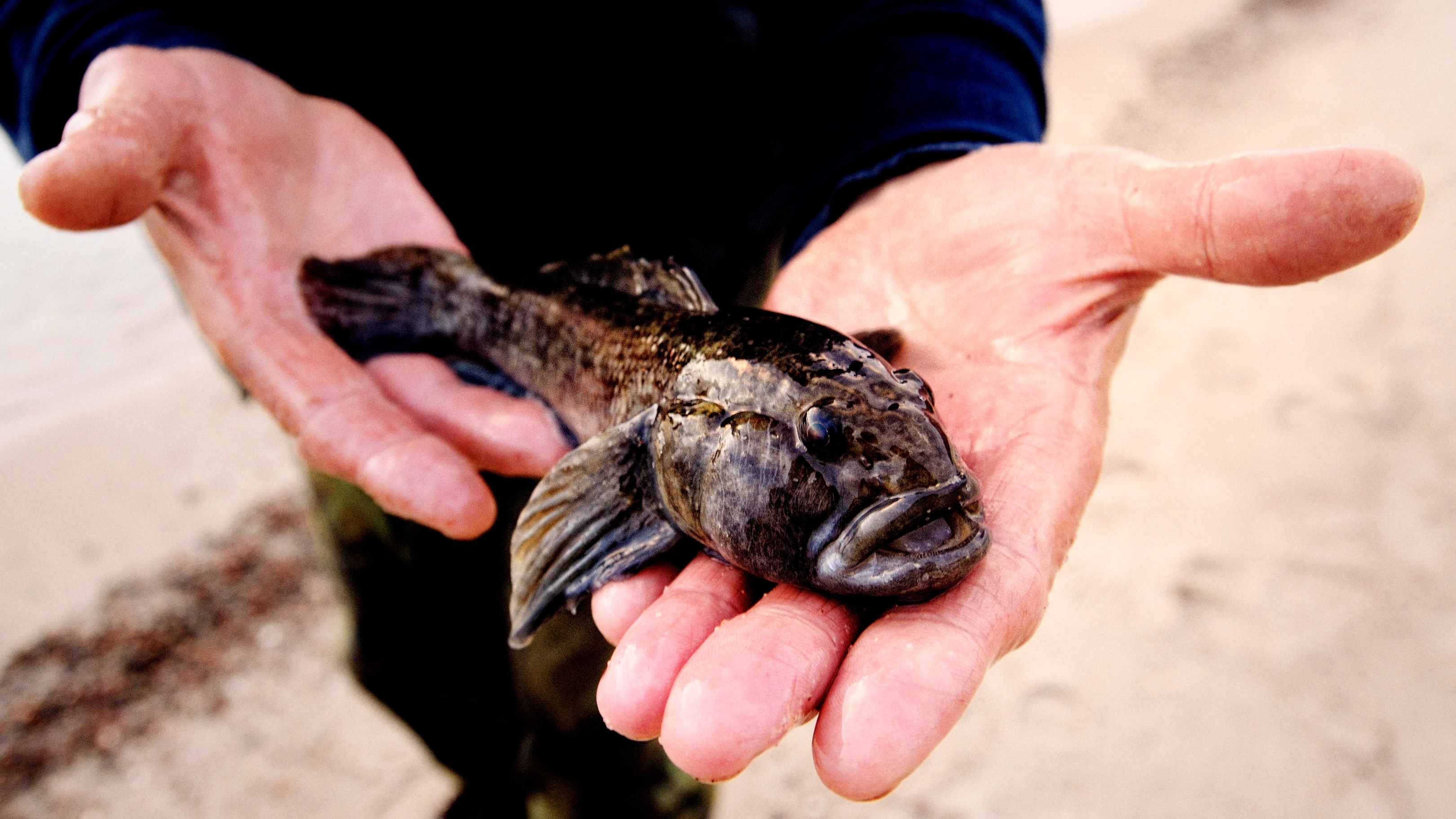 babka bycza złowiona w morzu bałtyckim