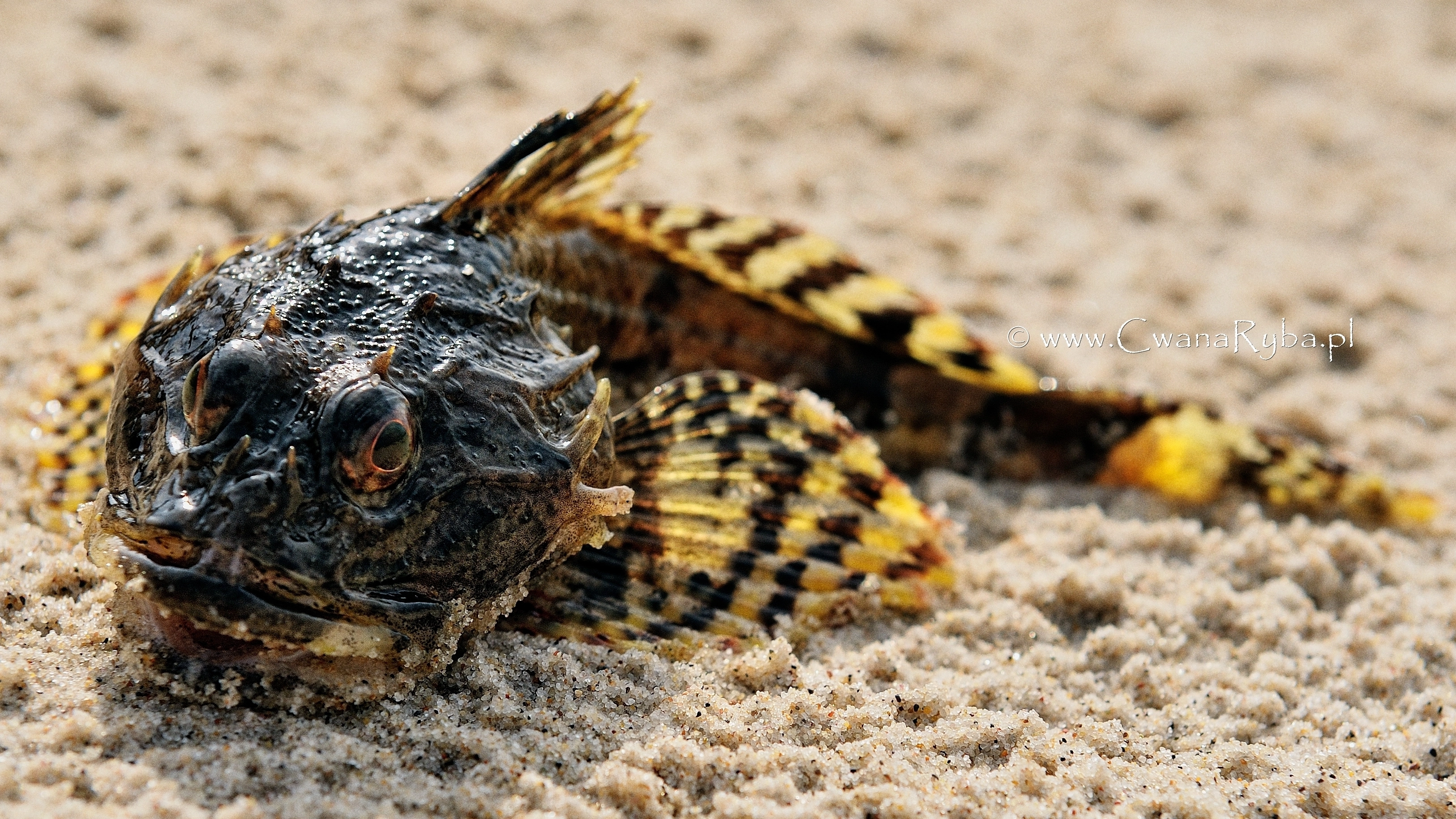 Diabeł morski złowiony w morzu