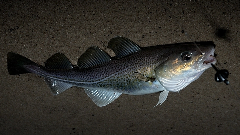 Dorsz na brzegu plaży