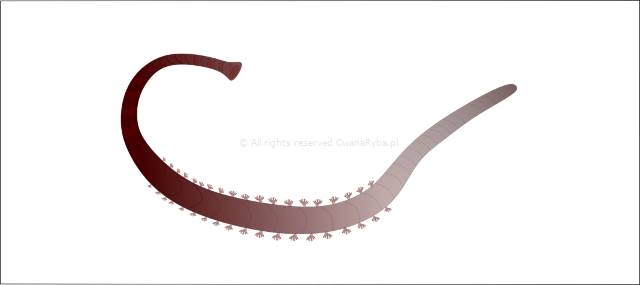 Rysunek robaka zwanego piaskówką