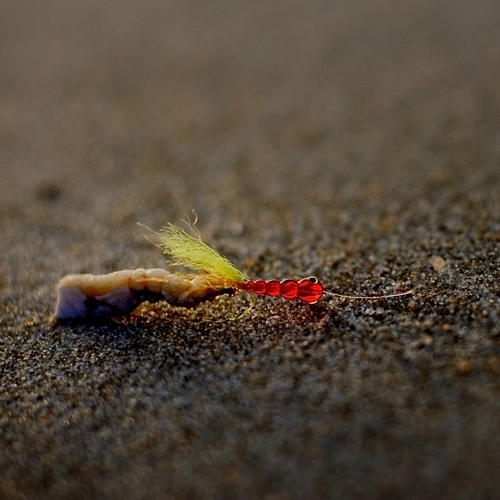 Platessa Clip Red Nymph C