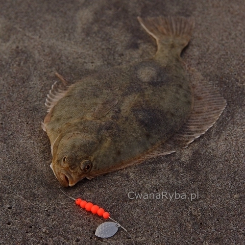 Platessa Fluo Clip Olympic Arenic Up C