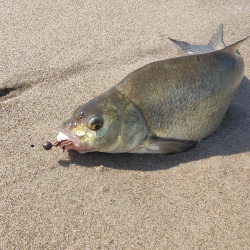 Feeder Mini Clip Up C