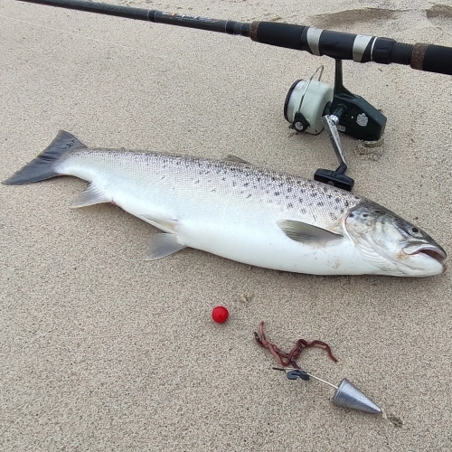 Belona Clip Pancake Up A