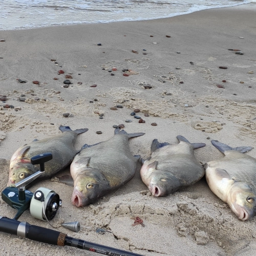 Abramis Clip Pancake A