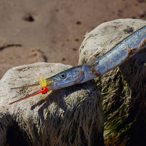 Zestaw surfcastingowy na troć belonę flądrę Salmo Clip Up C