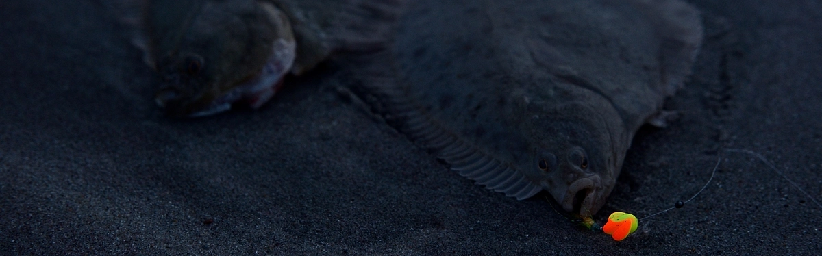 Platessa Clip Dewon Up C zestaw na flądry 