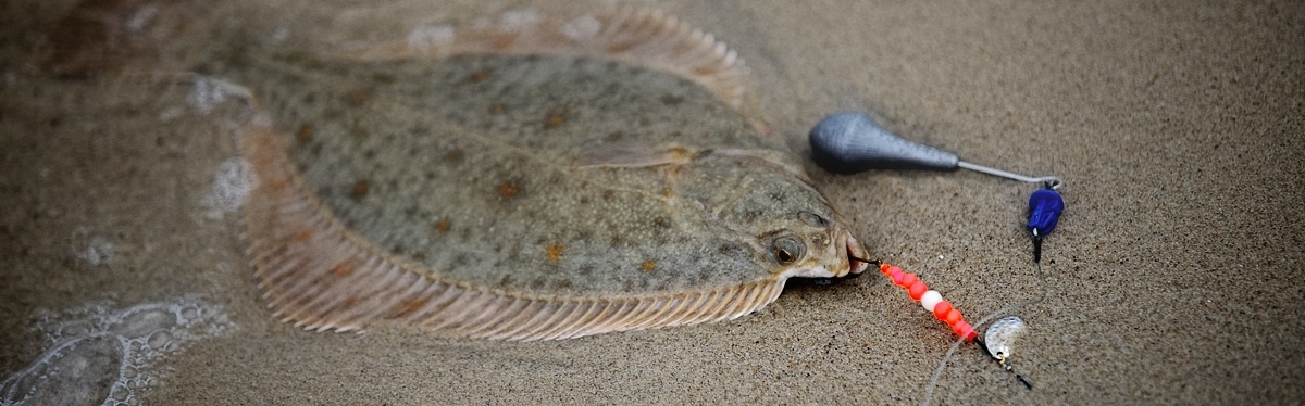 Zestawy fluorescencyjne na flądry