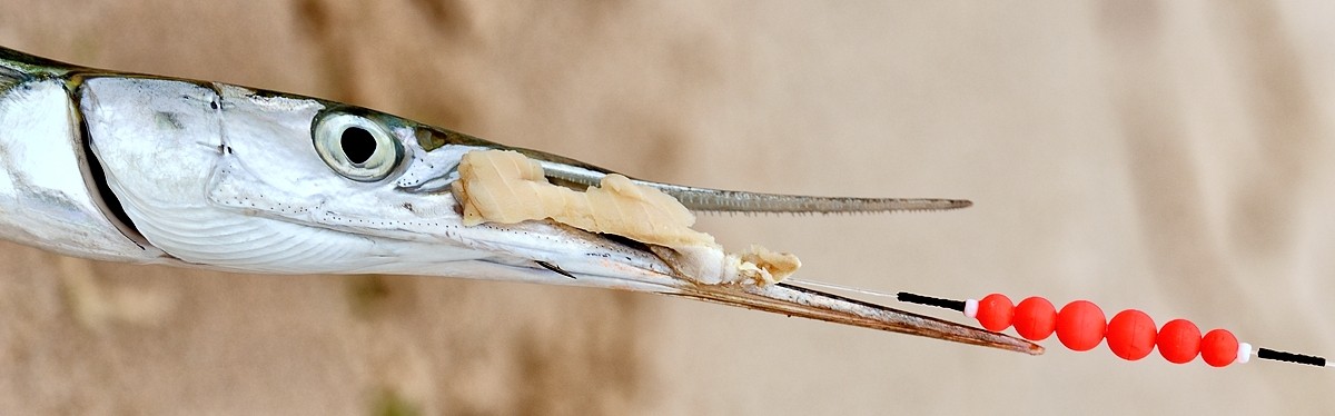 Najskuteczniejsze zestawy surfcastingowe na belony