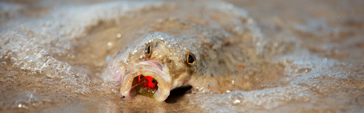 najlepszy przypon morski do połowu ryb z morskiej plaży